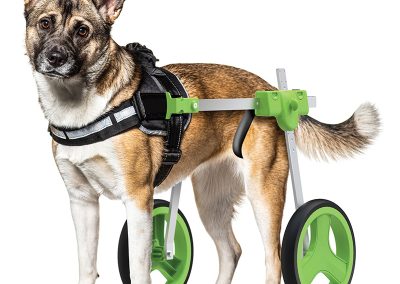 Canine wheelchair rendering